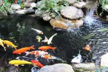 Tầm quan trọng của bộ lọc trong việc làm sạch nước bể cá thủy sinh