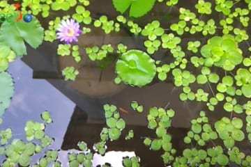 Hướng dẫn cách làm trong nước hồ cá đơn giản hiệu quả