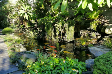 Làm gì khi thay nước hồ cá vẩn đục trở lại bình thường