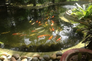 Nguyên nhân nào khiến cho nước hồ cá bị đục và đổi màu nhanh chóng? 