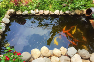 Mách bạn cách làm sao cho hồ cá nước trong hiệu quả và nhanh chóng