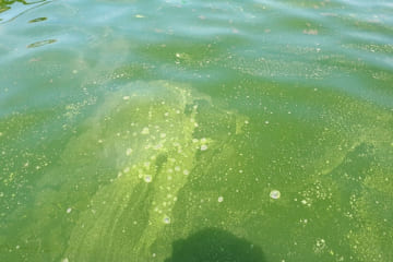 Cách xử lý nước hồ cá bị xanh nào phổ biến được nhiều người áp dụng?