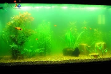 Hiện tượng nước bể cá bị xanh
