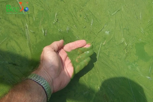 Sự phát triển quá mức của tảo lam trong ao nuôi