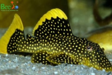 Nuôi cá lau kiếng để làm cảnh