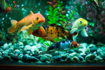 Cách làm hồ cá trong veo