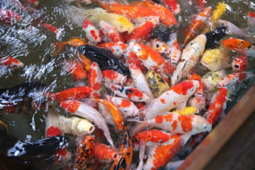 6 Cách làm trong nước hồ cá koi không bị đục hiệu quả cao