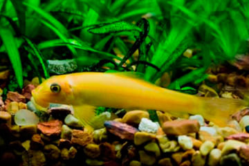 Cách làm trong nước hồ cá ngoài trời tạm biệt rong rêu 