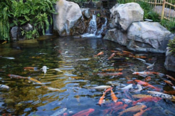 Có những cách làm trong nước hồ cá ngoài trời nào hiệu quả?