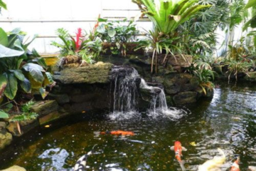 thiết kế hồ cá koi đẹp giá rẻ