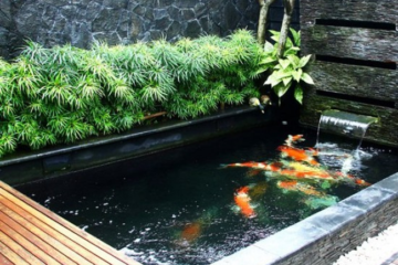 thiết kế hồ cá koi ngoài trời giá rẻ