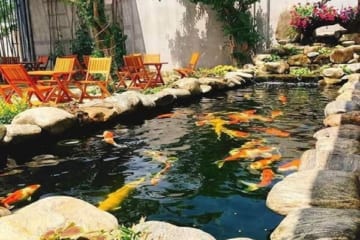 Khám phá hệ thống thiết kế lọc cho hồ cá Koi đạt chuẩn, khoa học