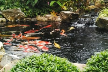 Chi phí thiết kế hồ cá Koi phụ thuộc vào các yếu tố quan trọng nào?