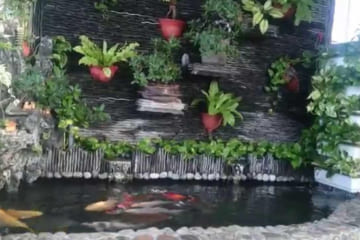 thiết kế hồ cá koi